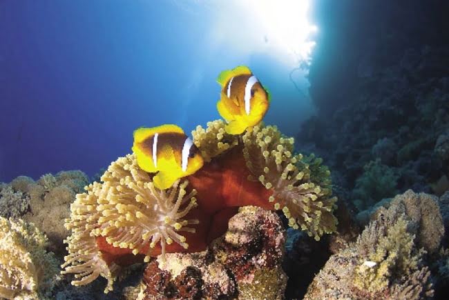 Maria South Reef